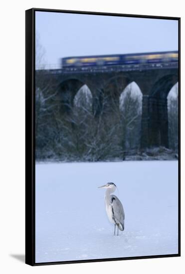 Grey Heron (Ardea Cinerea) on Frozen River, River Tame, Stockport, Greater Manchester, UK-Terry Whittaker-Framed Stretched Canvas