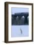 Grey Heron (Ardea Cinerea) on Frozen River, River Tame, Stockport, Greater Manchester, UK-Terry Whittaker-Framed Photographic Print