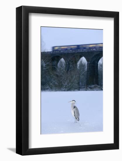 Grey Heron (Ardea Cinerea) on Frozen River, River Tame, Stockport, Greater Manchester, UK-Terry Whittaker-Framed Photographic Print