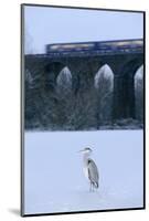 Grey Heron (Ardea Cinerea) on Frozen River, River Tame, Stockport, Greater Manchester, UK-Terry Whittaker-Mounted Photographic Print