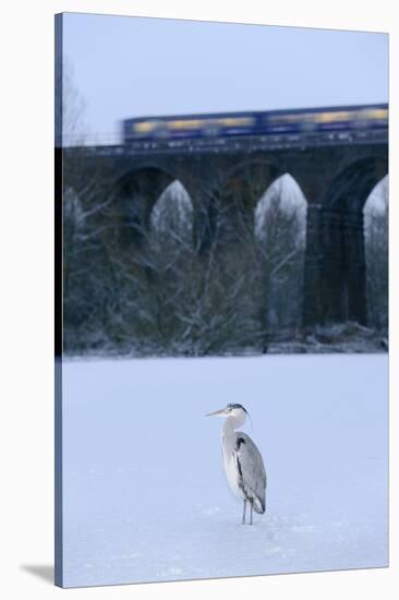 Grey Heron (Ardea Cinerea) on Frozen River, River Tame, Stockport, Greater Manchester, UK-Terry Whittaker-Stretched Canvas