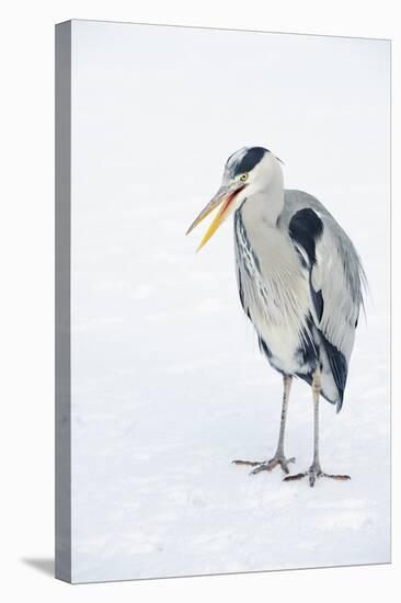 Grey Heron (Ardea Cinerea) on Ice, Beak Open, River Tame, Reddish Vale Country Park, Stockport, UK-Terry Whittaker-Stretched Canvas