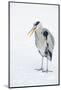 Grey Heron (Ardea Cinerea) on Ice, Beak Open, River Tame, Reddish Vale Country Park, Stockport, UK-Terry Whittaker-Mounted Photographic Print