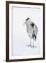 Grey Heron (Ardea Cinerea) on Ice, Beak Open, River Tame, Reddish Vale Country Park, Stockport, UK-Terry Whittaker-Framed Photographic Print