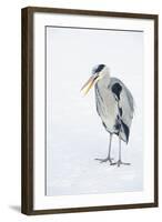 Grey Heron (Ardea Cinerea) on Ice, Beak Open, River Tame, Reddish Vale Country Park, Stockport, UK-Terry Whittaker-Framed Photographic Print