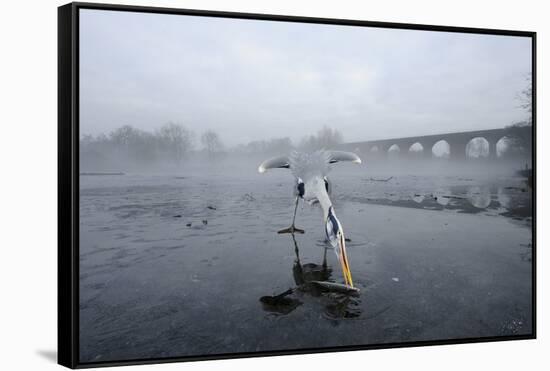Grey Heron (Ardea Cinerea) on Ice, Feeding on Fish, River Tame, Reddish Vale Country Park, UK-Terry Whittaker-Framed Stretched Canvas