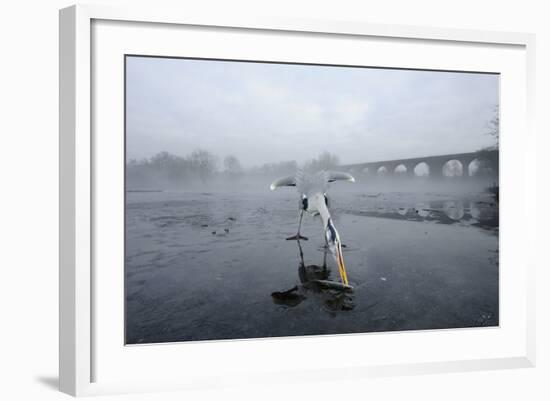 Grey Heron (Ardea Cinerea) on Ice, Feeding on Fish, River Tame, Reddish Vale Country Park, UK-Terry Whittaker-Framed Photographic Print