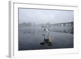 Grey Heron (Ardea Cinerea) on Ice, Feeding on Fish, River Tame, Reddish Vale Country Park, UK-Terry Whittaker-Framed Photographic Print