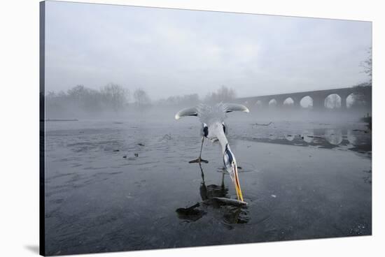 Grey Heron (Ardea Cinerea) on Ice, Feeding on Fish, River Tame, Reddish Vale Country Park, UK-Terry Whittaker-Stretched Canvas