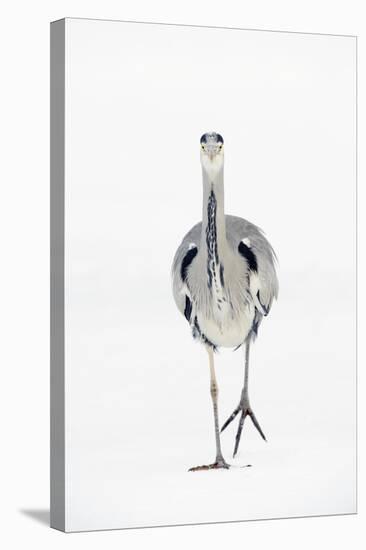 Grey Heron (Ardea Cinerea) on Ice, River Tame, Reddish Vale Country Park, Greater Manchester, UK-Terry Whittaker-Stretched Canvas