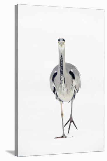 Grey Heron (Ardea Cinerea) on Ice, River Tame, Reddish Vale Country Park, Greater Manchester, UK-Terry Whittaker-Stretched Canvas