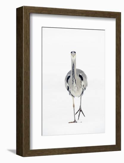 Grey Heron (Ardea Cinerea) on Ice, River Tame, Reddish Vale Country Park, Greater Manchester, UK-Terry Whittaker-Framed Photographic Print