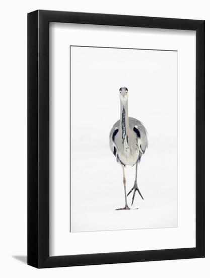 Grey Heron (Ardea Cinerea) on Ice, River Tame, Reddish Vale Country Park, Greater Manchester, UK-Terry Whittaker-Framed Photographic Print