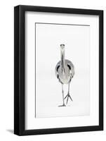 Grey Heron (Ardea Cinerea) on Ice, River Tame, Reddish Vale Country Park, Greater Manchester, UK-Terry Whittaker-Framed Photographic Print