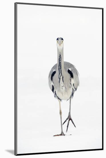 Grey Heron (Ardea Cinerea) on Ice, River Tame, Reddish Vale Country Park, Greater Manchester, UK-Terry Whittaker-Mounted Photographic Print