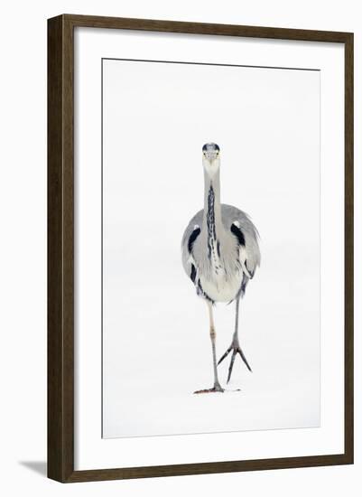 Grey Heron (Ardea Cinerea) on Ice, River Tame, Reddish Vale Country Park, Greater Manchester, UK-Terry Whittaker-Framed Photographic Print