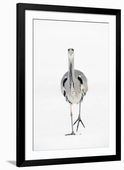 Grey Heron (Ardea Cinerea) on Ice, River Tame, Reddish Vale Country Park, Greater Manchester, UK-Terry Whittaker-Framed Photographic Print