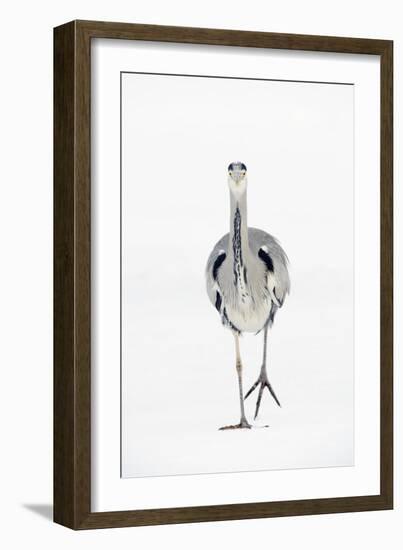 Grey Heron (Ardea Cinerea) on Ice, River Tame, Reddish Vale Country Park, Greater Manchester, UK-Terry Whittaker-Framed Photographic Print