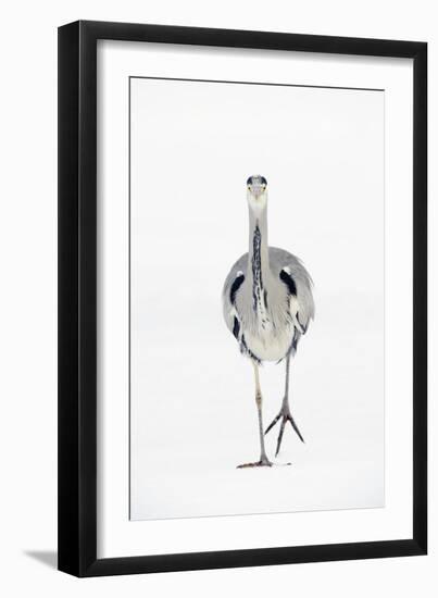 Grey Heron (Ardea Cinerea) on Ice, River Tame, Reddish Vale Country Park, Greater Manchester, UK-Terry Whittaker-Framed Photographic Print