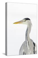 Grey Heron (Ardea Cinerea) Portrait, River Tame, Reddish Vale Country Park, Stockport, UK, December-Terry Whittaker-Stretched Canvas