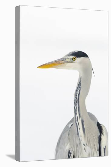 Grey Heron (Ardea Cinerea) Portrait, River Tame, Reddish Vale Country Park, Stockport, UK, December-Terry Whittaker-Stretched Canvas