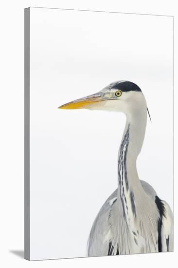 Grey Heron (Ardea Cinerea) Portrait, River Tame, Reddish Vale Country Park, Stockport, UK, December-Terry Whittaker-Stretched Canvas