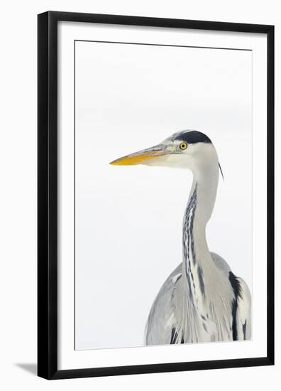 Grey Heron (Ardea Cinerea) Portrait, River Tame, Reddish Vale Country Park, Stockport, UK, December-Terry Whittaker-Framed Premium Photographic Print