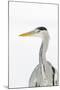 Grey Heron (Ardea Cinerea) Portrait, River Tame, Reddish Vale Country Park, Stockport, UK, December-Terry Whittaker-Mounted Premium Photographic Print