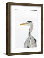 Grey Heron (Ardea Cinerea) Portrait, River Tame, Reddish Vale Country Park, Stockport, UK, December-Terry Whittaker-Framed Photographic Print