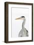 Grey Heron (Ardea Cinerea) Portrait, River Tame, Reddish Vale Country Park, Stockport, UK, December-Terry Whittaker-Framed Photographic Print