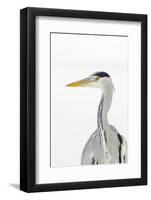 Grey Heron (Ardea Cinerea) Portrait, River Tame, Reddish Vale Country Park, Stockport, UK, December-Terry Whittaker-Framed Photographic Print