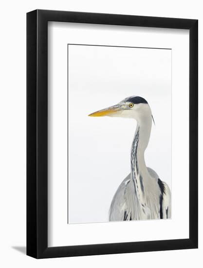 Grey Heron (Ardea Cinerea) Portrait, River Tame, Reddish Vale Country Park, Stockport, UK, December-Terry Whittaker-Framed Photographic Print