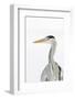 Grey Heron (Ardea Cinerea) Portrait, River Tame, Reddish Vale Country Park, Stockport, UK, December-Terry Whittaker-Framed Photographic Print