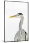 Grey Heron (Ardea Cinerea) Portrait, River Tame, Reddish Vale Country Park, Stockport, UK, December-Terry Whittaker-Mounted Photographic Print