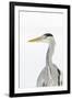 Grey Heron (Ardea Cinerea) Portrait, River Tame, Reddish Vale Country Park, Stockport, UK, December-Terry Whittaker-Framed Photographic Print