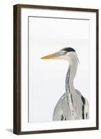 Grey Heron (Ardea Cinerea) Portrait, River Tame, Reddish Vale Country Park, Stockport, UK, December-Terry Whittaker-Framed Photographic Print