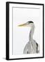 Grey Heron (Ardea Cinerea) Portrait, River Tame, Reddish Vale Country Park, Stockport, UK, December-Terry Whittaker-Framed Photographic Print