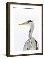 Grey Heron (Ardea Cinerea) Portrait, River Tame, Reddish Vale Country Park, Stockport, UK, December-Terry Whittaker-Framed Photographic Print