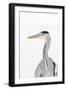 Grey Heron (Ardea Cinerea) Portrait, River Tame, Reddish Vale Country Park, Stockport, UK, December-Terry Whittaker-Framed Photographic Print