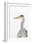 Grey Heron (Ardea Cinerea) Portrait, River Tame, Reddish Vale Country Park, Stockport, UK, December-Terry Whittaker-Framed Photographic Print