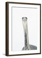 Grey Heron (Ardea Cinerea) Portrait, River Tame, Reddish Vale Country Park, Stockport, UK, December-Terry Whittaker-Framed Photographic Print