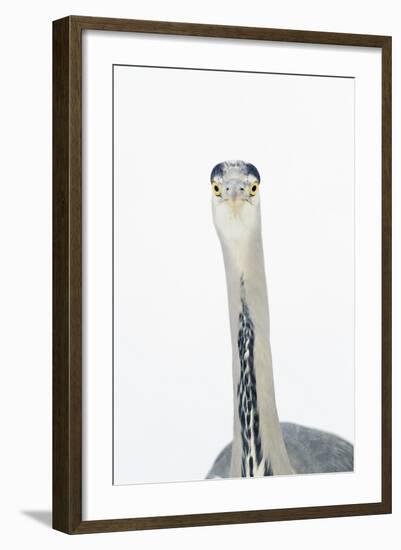 Grey Heron (Ardea Cinerea) Portrait, River Tame, Reddish Vale Country Park, Stockport, UK, December-Terry Whittaker-Framed Photographic Print