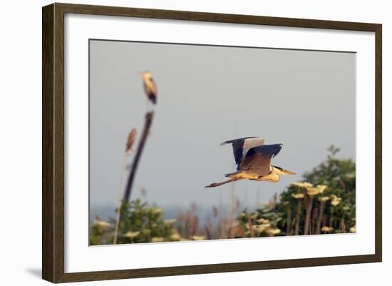 Grey Heron (Ardea Cinerea) Pusztaszer, Hungary, May 2008-Varesvuo-Framed Photographic Print