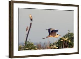 Grey Heron (Ardea Cinerea) Pusztaszer, Hungary, May 2008-Varesvuo-Framed Photographic Print