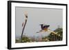 Grey Heron (Ardea Cinerea) Pusztaszer, Hungary, May 2008-Varesvuo-Framed Photographic Print