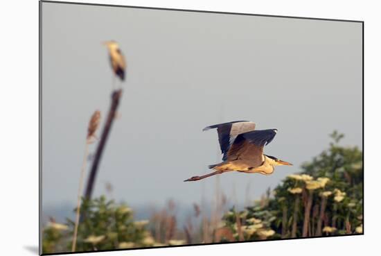 Grey Heron (Ardea Cinerea) Pusztaszer, Hungary, May 2008-Varesvuo-Mounted Photographic Print