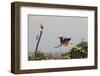 Grey Heron (Ardea Cinerea) Pusztaszer, Hungary, May 2008-Varesvuo-Framed Photographic Print