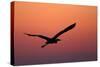 Grey Heron (Ardea Cinerea) Silhouette in Flight at Sunset, Pusztaszer, Hungary, May 2008-Varesvuo-Stretched Canvas