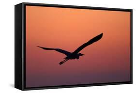 Grey Heron (Ardea Cinerea) Silhouette in Flight at Sunset, Pusztaszer, Hungary, May 2008-Varesvuo-Framed Stretched Canvas