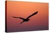 Grey Heron (Ardea Cinerea) Silhouette in Flight at Sunset, Pusztaszer, Hungary, May 2008-Varesvuo-Stretched Canvas